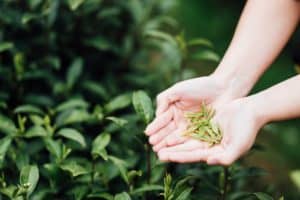 Picking tea leaves in tea garden